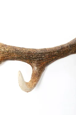 Hängare Antler - Horn, Natur, Lackerat Stål, 35cm - KARE Design