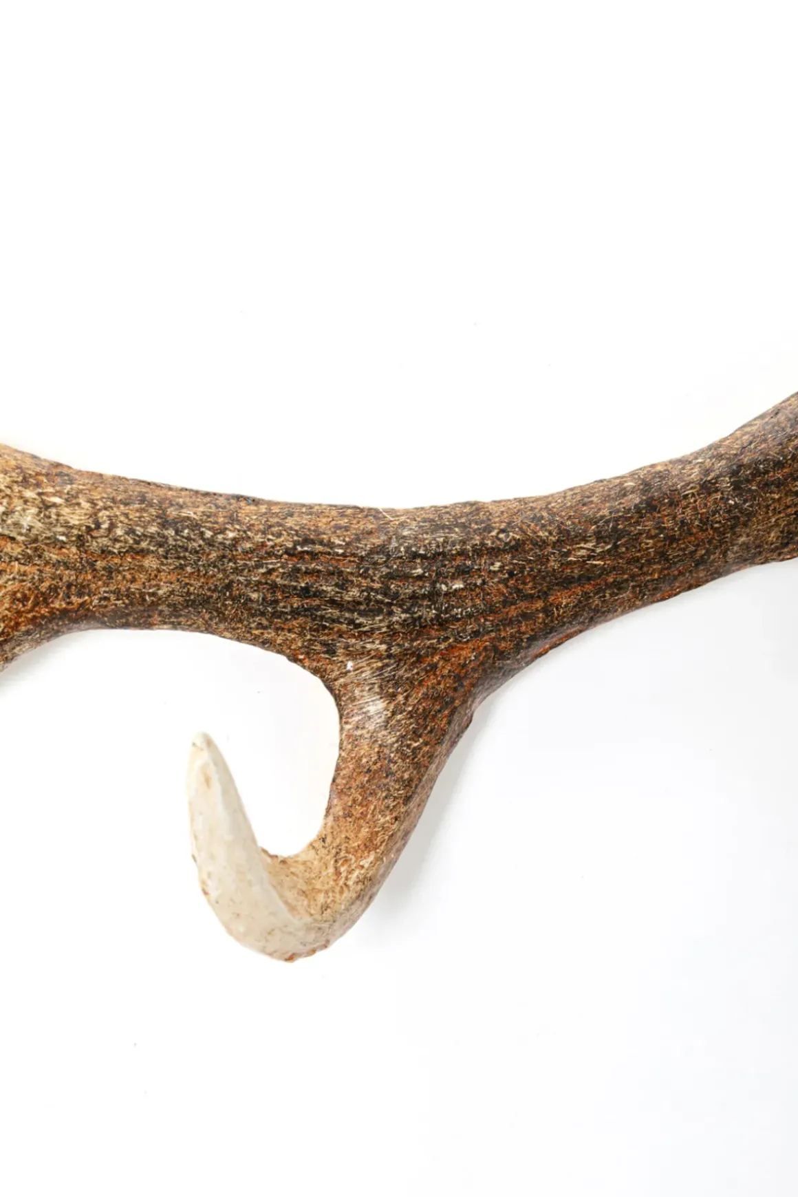 Hängare Antler - Horn, Natur, Lackerat Stål, 35cm - KARE Design