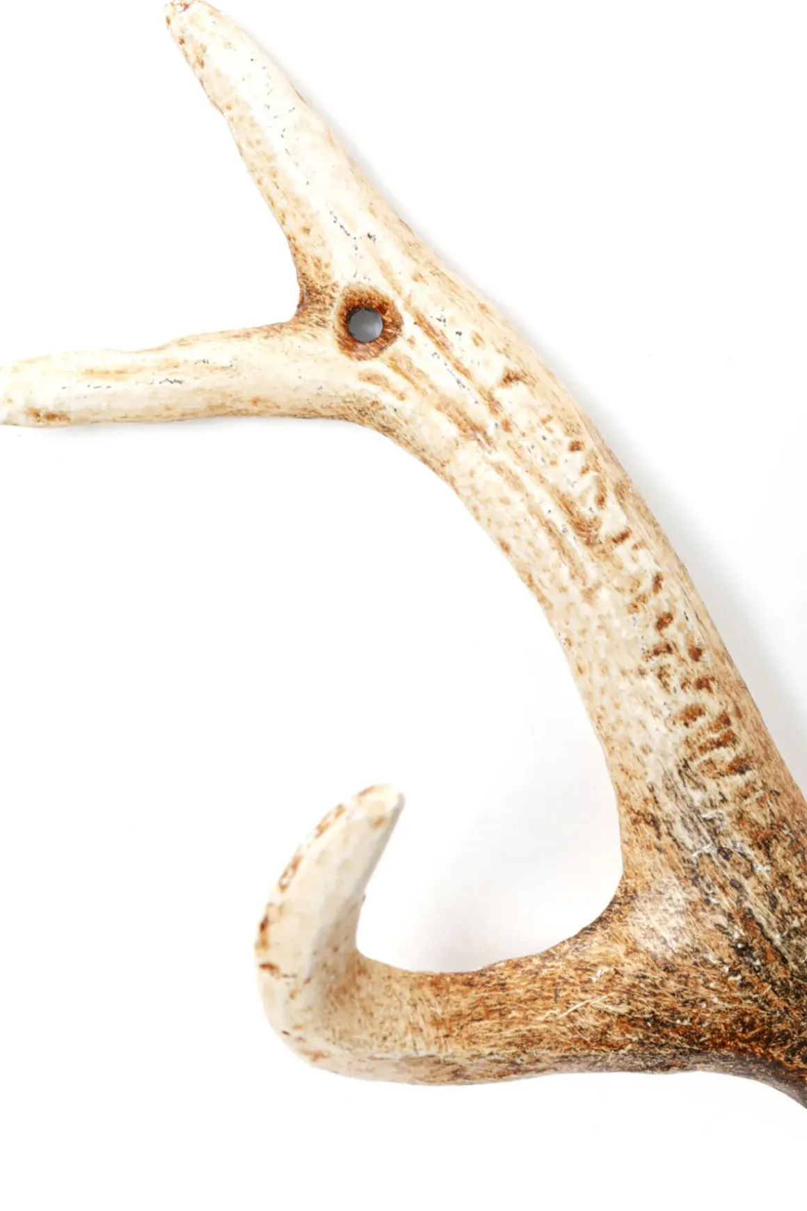 Hängare Antler - Horn, Natur, Lackerat Stål, 35cm - KARE Design