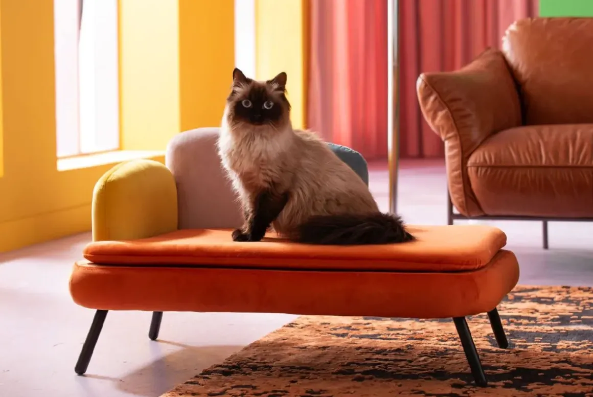 Hundbädd/Kattbädd Diva - Orange - KARE Design