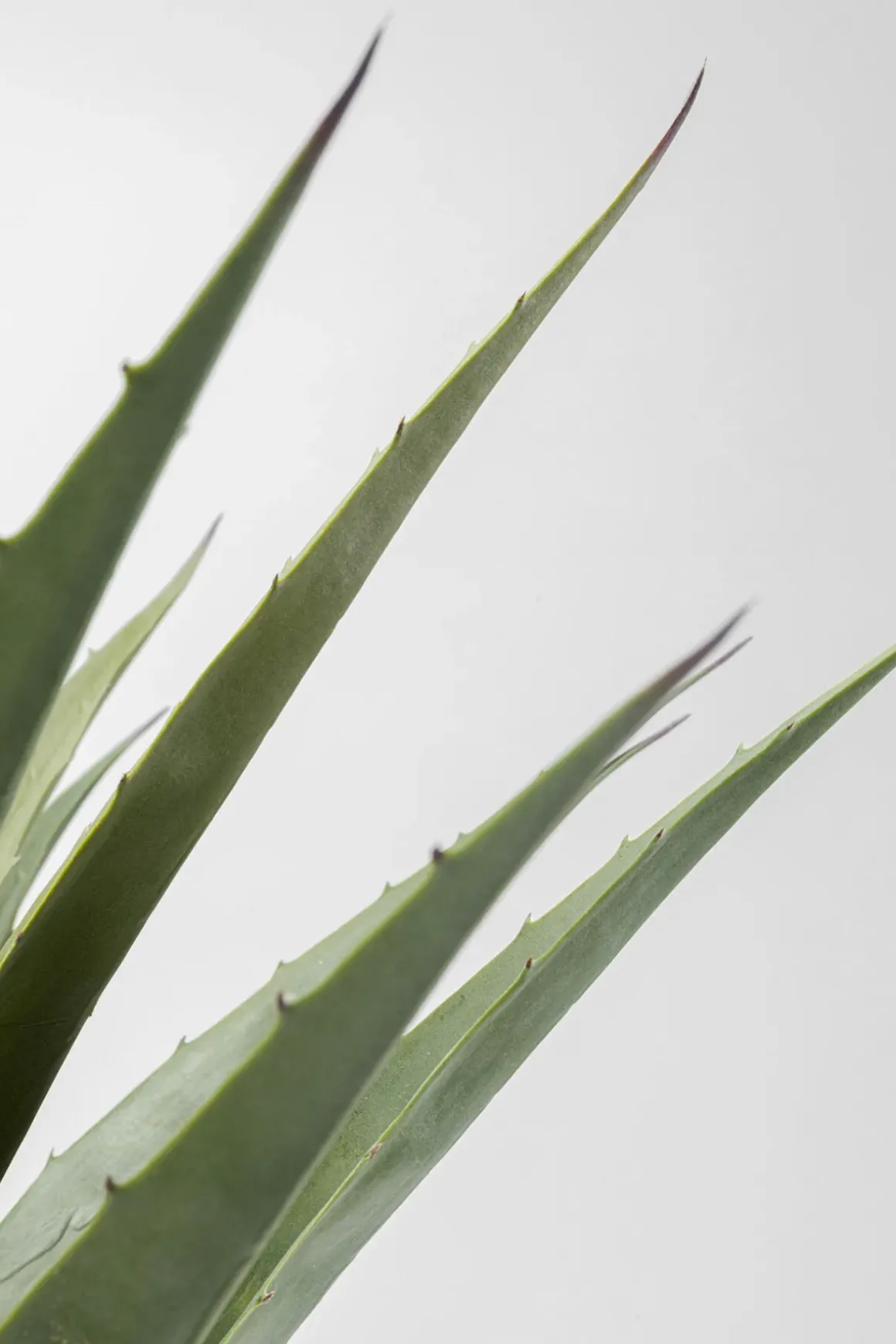 Konstväxt Agave - 85cm - KARE Design