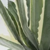 Konstväxt Agave - 50cm - KARE Design