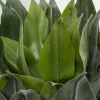 Konstväxt Agave - 120cm - KARE Design