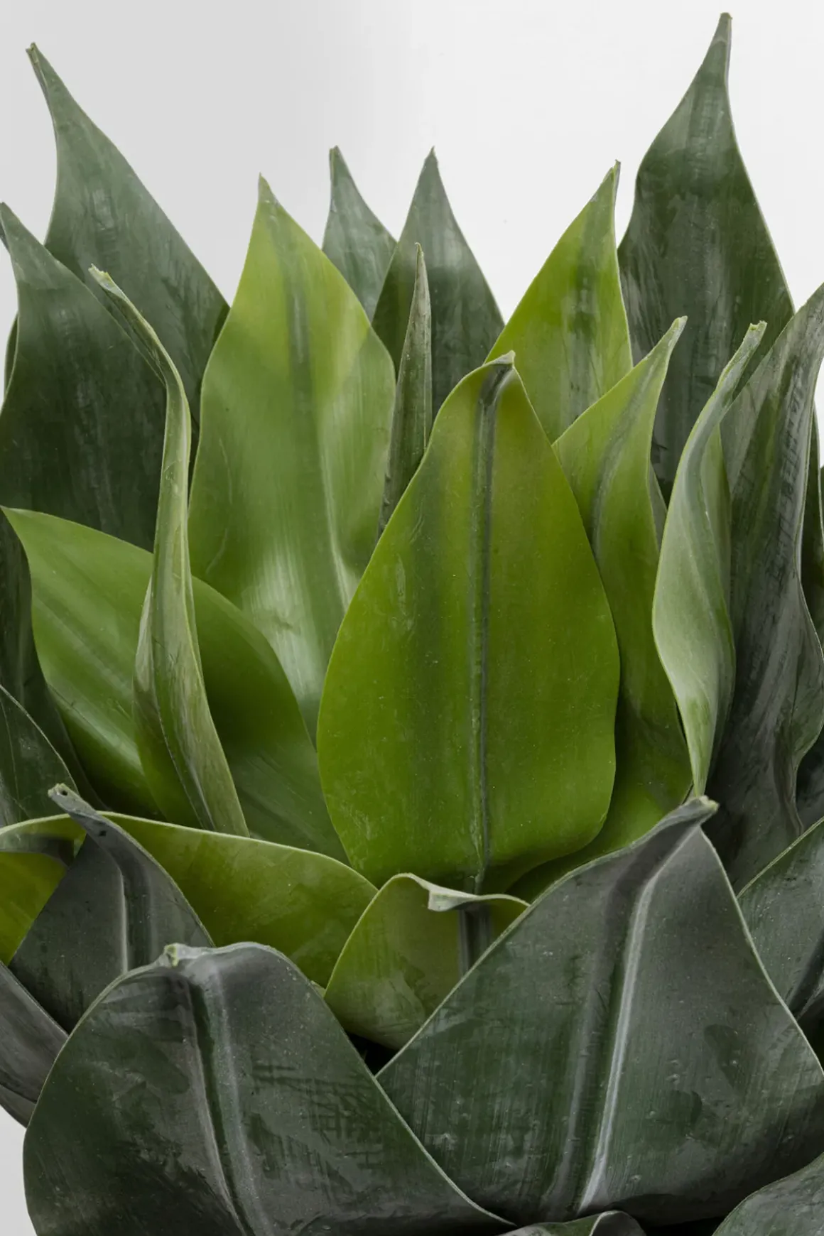Konstväxt Agave - 120cm - KARE Design