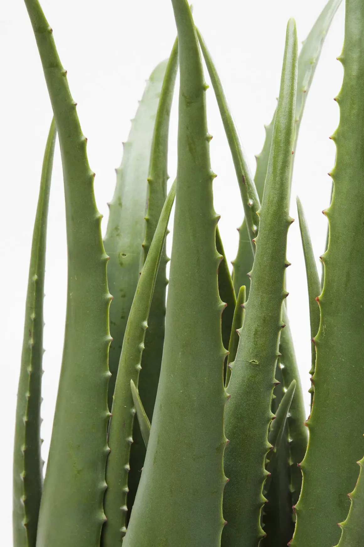 Konstväxt Aloe, 69cm - KARE Design