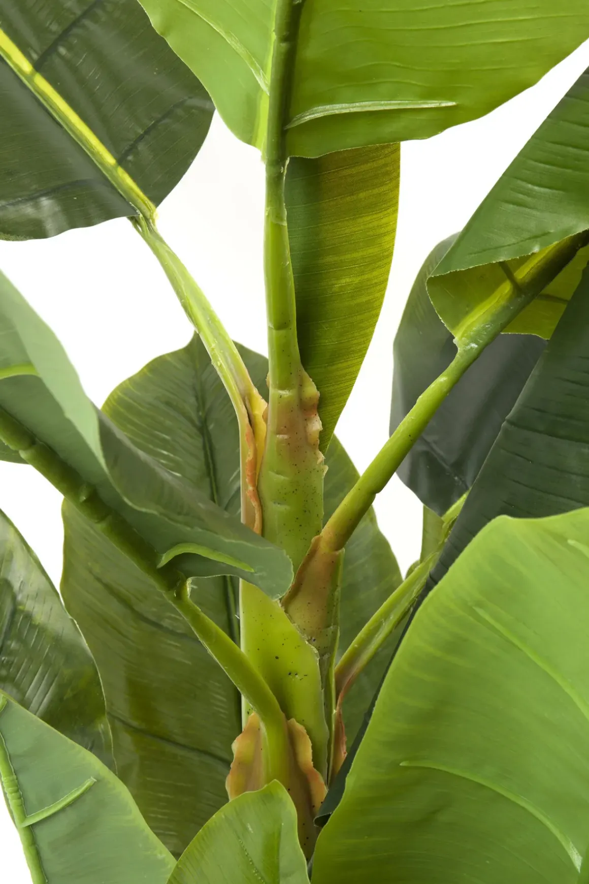 Konstväxt Banana Tree - Bananträd, 180cm - KARE Design