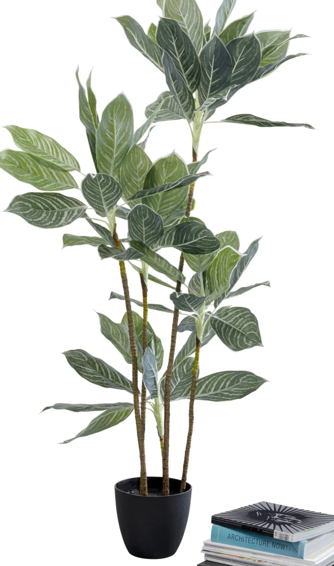 Konstväxt Calathea - Kalatea, 140cm - KARE Design