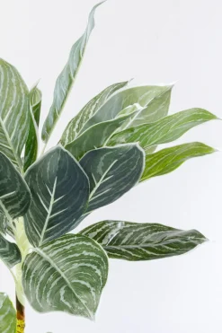 Konstväxt Calathea - Kalatea, 140cm - KARE Design