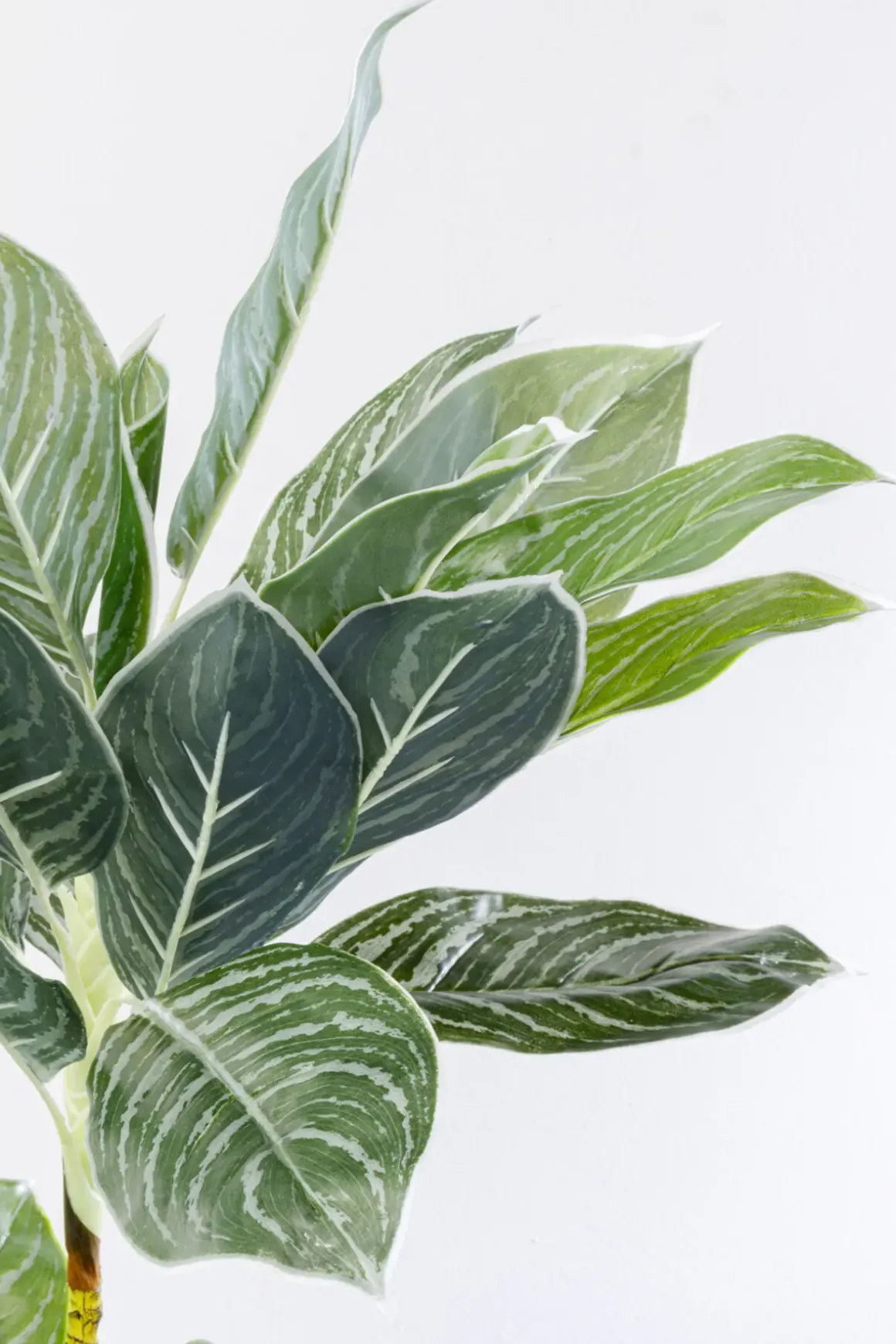 Konstväxt Calathea - Kalatea, 140cm - KARE Design