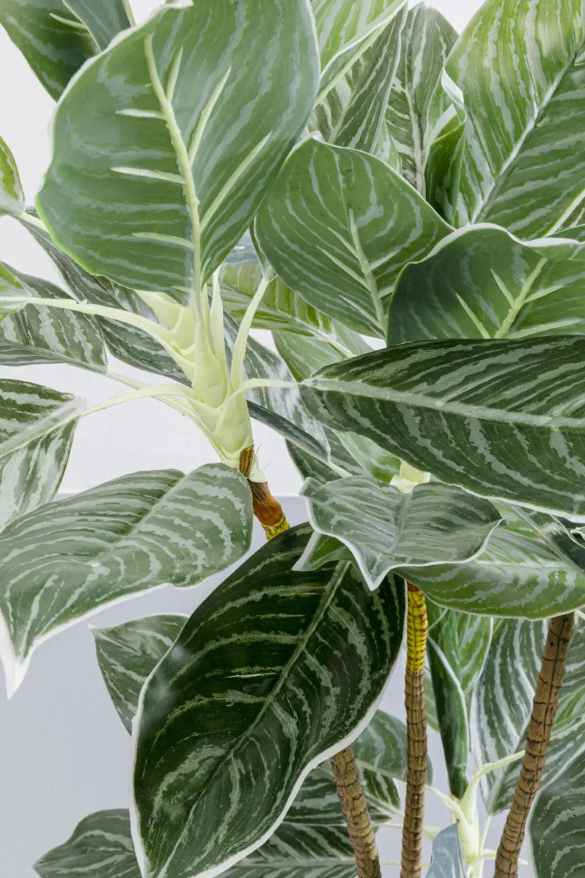 Konstväxt Calathea - Kalatea, 140cm - KARE Design