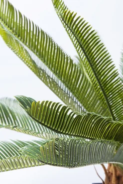 Konstväxt Cycas Träd, 78cm - KARE Design