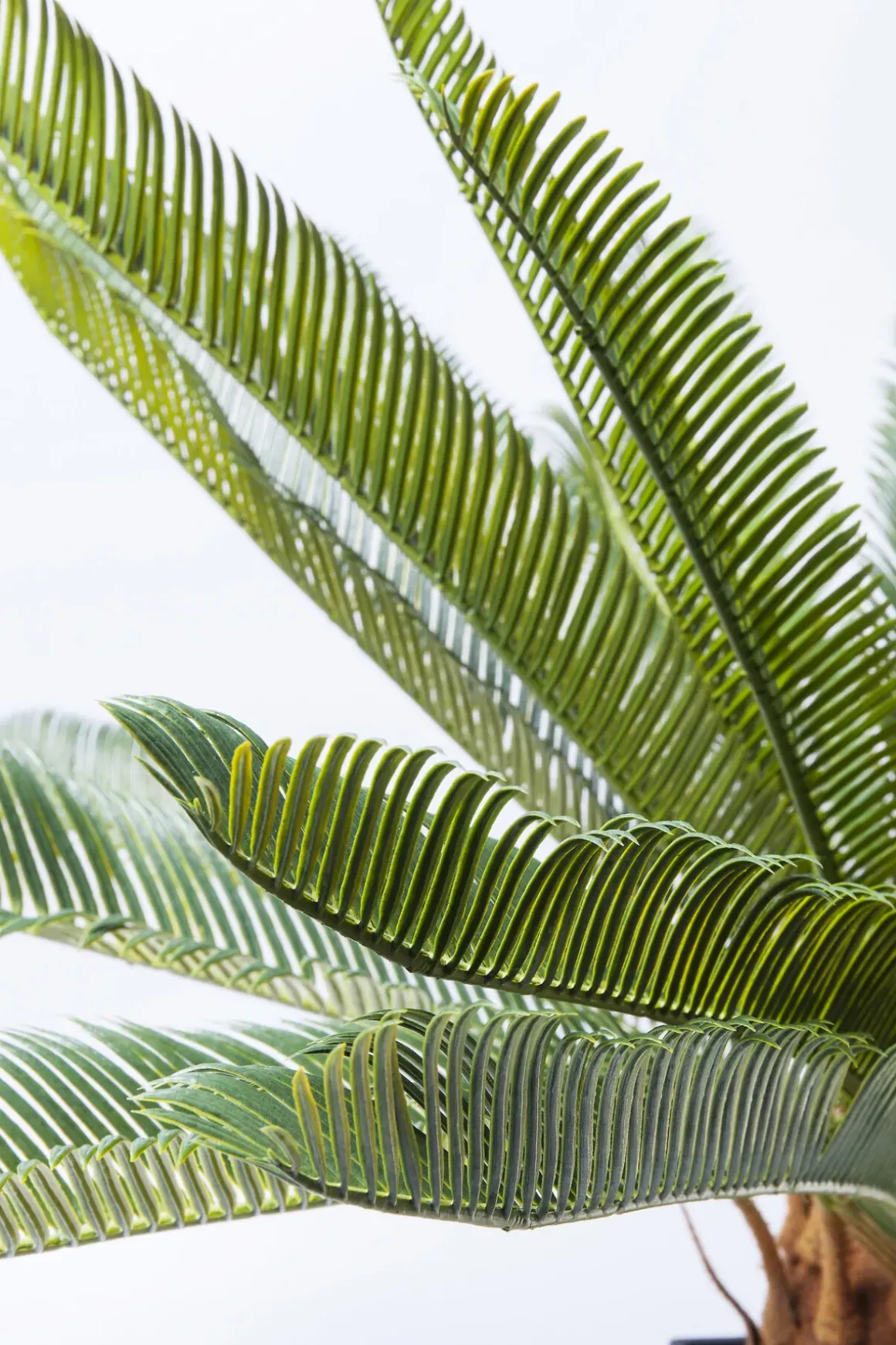Konstväxt Cycas Träd, 78cm - KARE Design