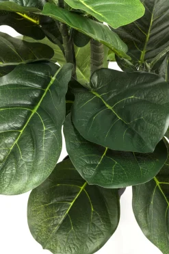 Konstväxt Fiddle Leaf - Fikus, 120cm - KARE Design