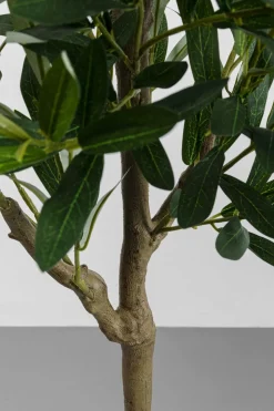 Konstväxt Olive Tree - Olivträd, 150cm - KARE Design
