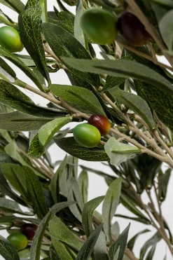 Konstväxt Olive Tree - Olivträd, 120cm - KARE Design