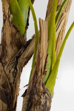 Konstväxt Palm Träd, 190cm - KARE Design