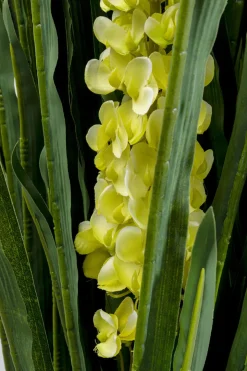 Konstväxt Rhynchostylis - Rävsvansorkidé, 150cm - KARE Design