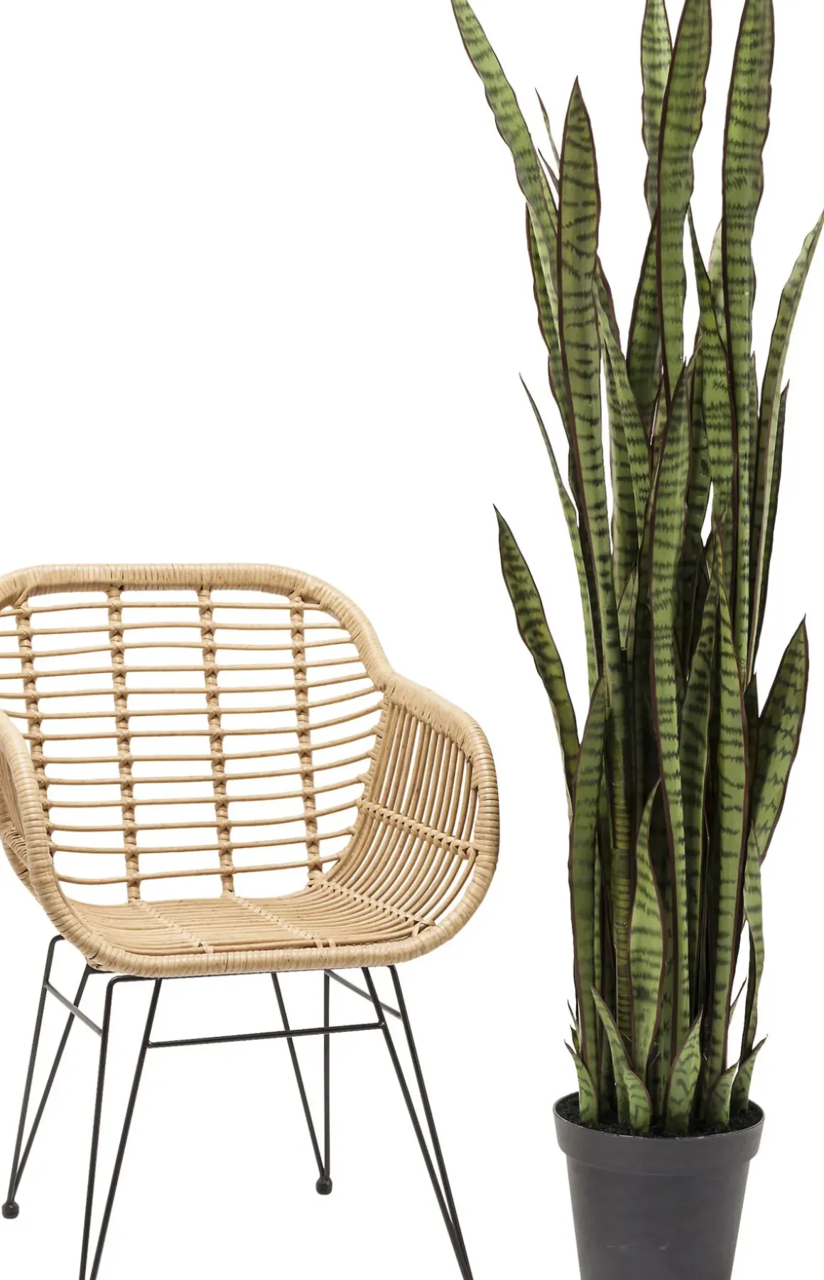 Konstväxt Sansewieria - Svärmorstunga, 155cm - KARE Design