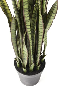 Konstväxt Sansewieria - Svärmorstunga, 155cm - KARE Design