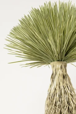 Kostväxt Yucca Rostrata, 240cm - KARE Design
