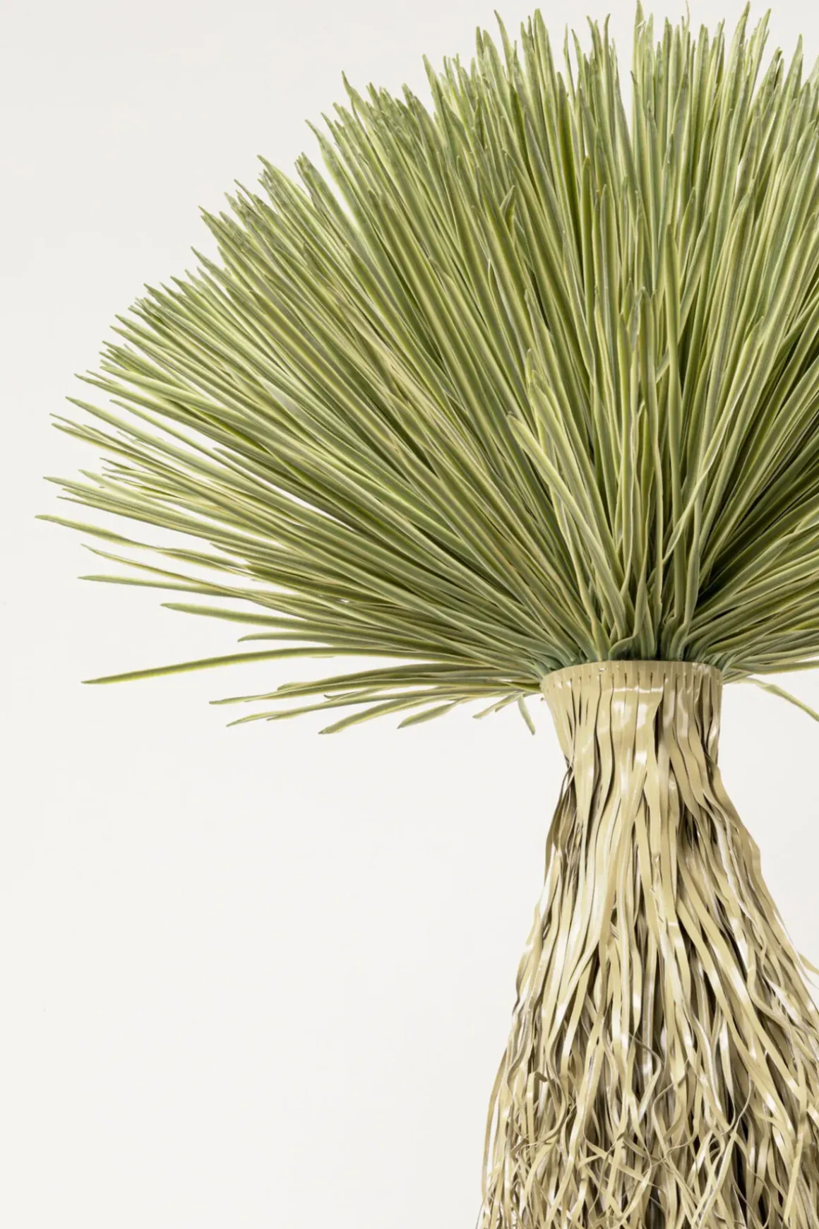 Kostväxt Yucca Rostrata, 240cm - KARE Design