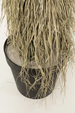 Kostväxt Yucca Rostrata, 240cm - KARE Design