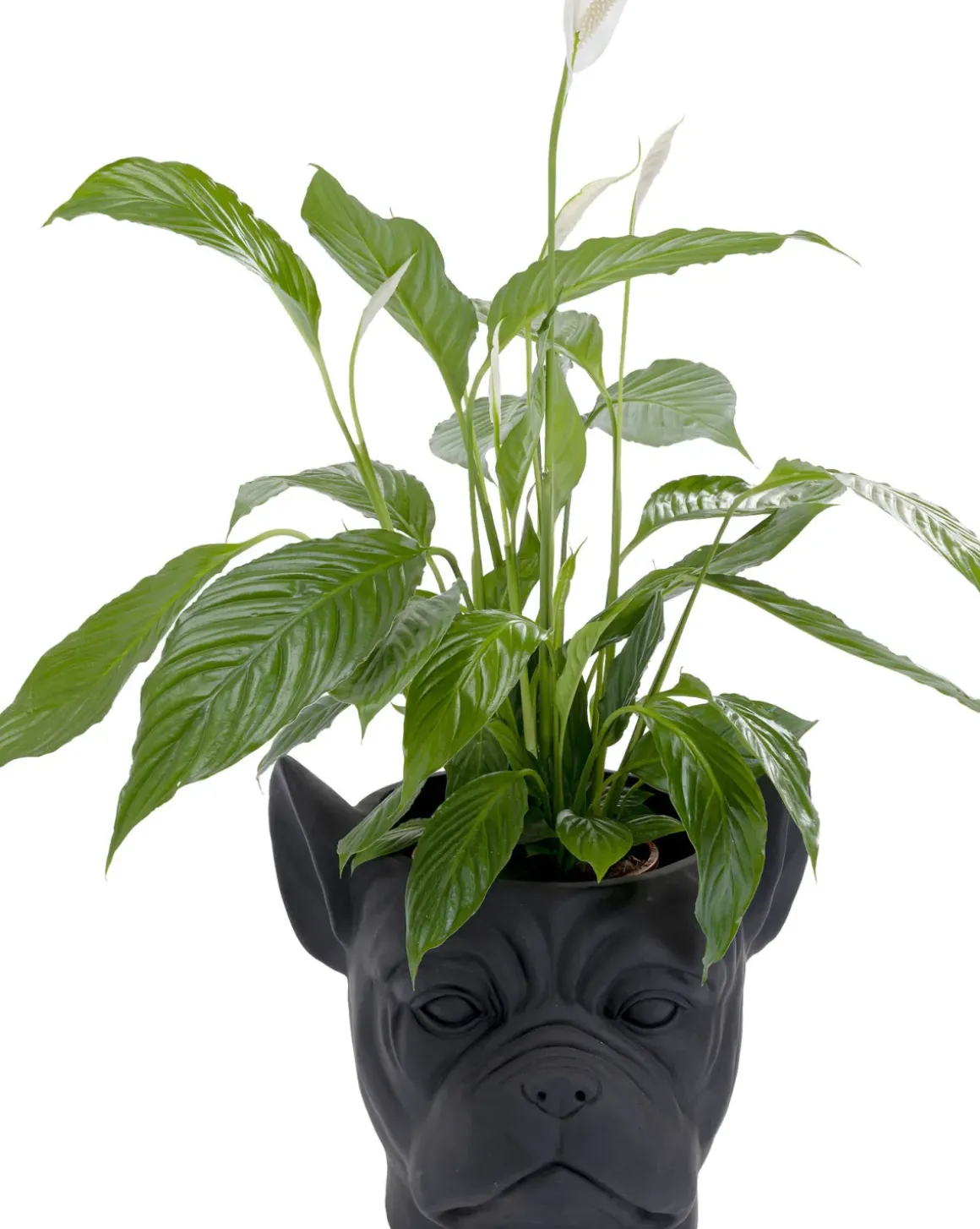 Kruka Bulldog Mattsvart - Dekor Hund, 38cm - KARE Design