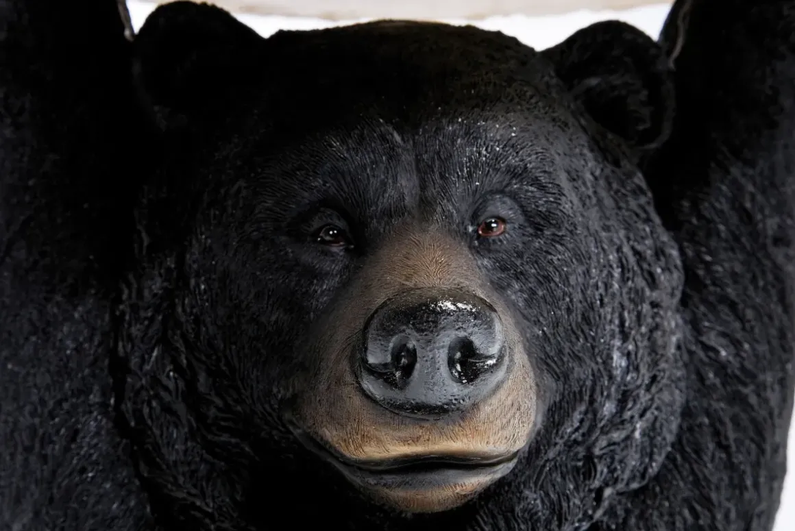 Sidobord Animal Bear - Björn Ø33cm - KARE Design