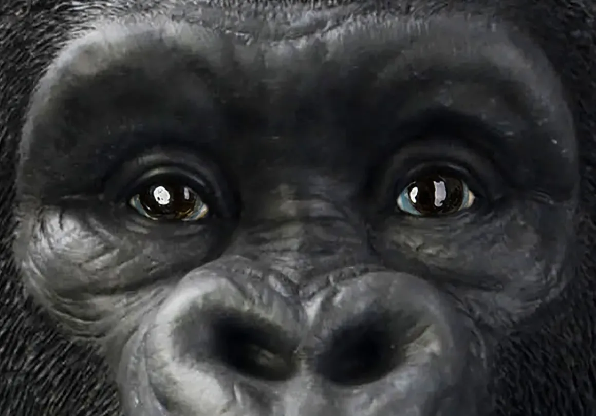 Skulptur Monkey Gorilla Front, 107cm - KARE Design