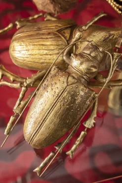 Väggdekor Longicorn Beetle - Skulptur Guld, 27cm - KARE Design
